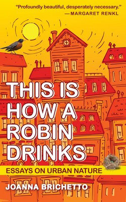 This Is How a Robin Drinks This Is How a Robin Drinks