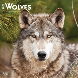 Wolves 2026 12 X 24 Inch (Hanging) Monthly Square Wall Calendar Plastic-Free Wolves 2026 12 X 24 Inch (Hanging) Monthly Square Wall Calendar Plastic-Free