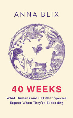 40 Weeks