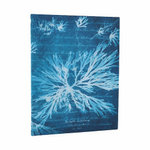 Sea Flowers (Anna Atkins' Cyanotypes) Ultra Lined Softcover Journal (Elastic Band Closure)