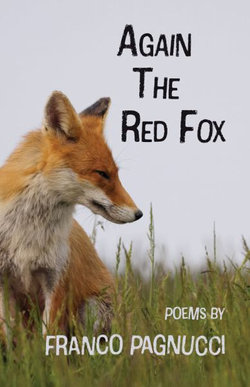Again the Red Fox