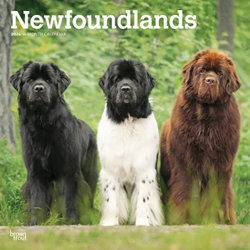 Newfoundlands 2026 12 X 24 Inch (Hanging) Monthly Square Wall Calendar Plastic-Free Newfoundlands 2026 12 X 24 Inch (Hanging) Monthly Square Wall Calendar Plastic-Free