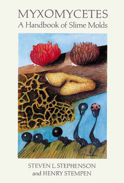 Myxomycetes