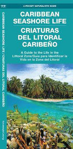 Caribbean Seashore Life