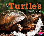 A Turtle's Life Cycle