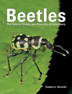 Beetles 2018