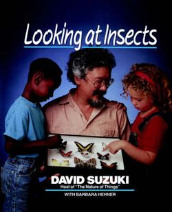 Looking at Insects