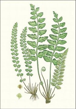 Fern Notelets (0128)