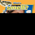 What Is Smell?