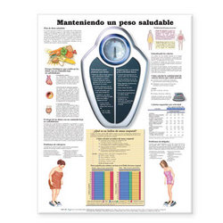 Maintaining a Healthy Weight Anatomical Chart (Manteniendo un Peso Saludable)