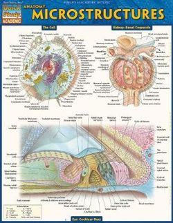 Anatomy: Microstructures
