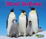 Animal Babies Bird Babies