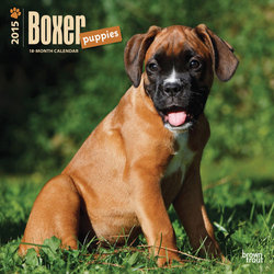 Boxer Puppies 2015 Square 12x12 Wall Calendar