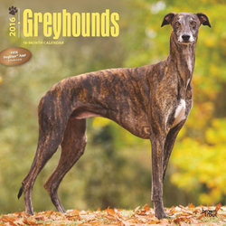 Greyhounds 2016 Square 12x12 Wall Calendar