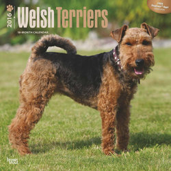 Welsh Terriers 2016 Square 12x12 Wall Calendar