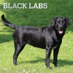 Black Labrador Retrievers 2019 Square Wall Calendar