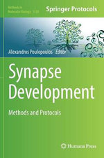 Synapse Development