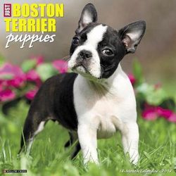Just Boston Terrier Puppies 2018 Wall Calendar (Dog Breed Calendar)