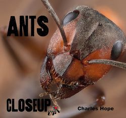 Ants CloseUp