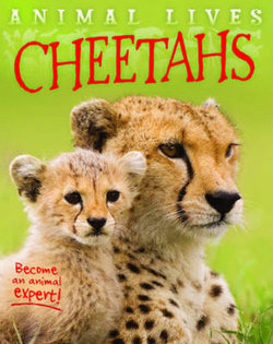 Animal Lives: Cheetahs