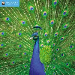 Peacocks Wall Calendar 2019 (Art Calendar)