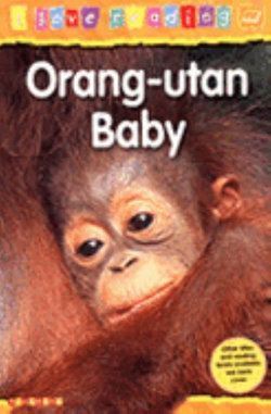 Orang-Utan Baby