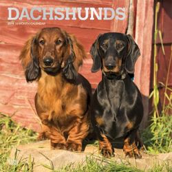 Dachshunds 2019 Square Wall Calendar