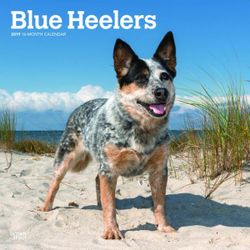 Blue Heelers 2019 Square Wall Calendar