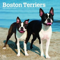 Boston Terriers 2019 Square Wall Calendar