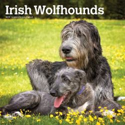 Irish Wolfhounds 2019 Square Wall Calendar