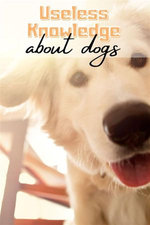 Useless Knowledge about Dogs